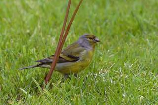 CITRIL FINCH - another first for Britain!