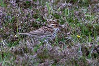 Little Bunting Photograp hs by Mark Breaks Nightjar Redbacked Shrike Rustic Bunting 30 th May The day