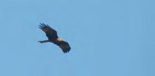 Black Kite that spent all day flying around the