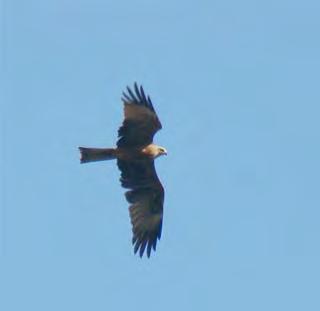 Black Kite Photographs by Deryk Shaw 6 th May: A very quiet day with dense fog all morning that lingered till mid afternoon.
