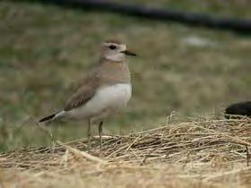 1st May: Big excitement today as a female CASPIAN PLOVER was found at Upper