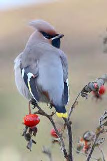 Waxwing Photographs by Mark Breaks 1 st November: There were 6 Barnacle Geese and a Greenland White-fronted Goose and the female Goldeneye remained in South Harbour.