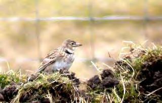 Birds remaining from previous days included the Short-toed Lark still at Setter, the 2 Lesser Whitethroats, the 2 Sparrowhawk and the Iceland and Kumlien s Gulls.