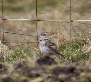 23 rd April: An influx of common summer migrants occurred today but this unfortunately coincided with the departure of the Calandra Lark just as the first twitchers arrived, the lingering Short-toed