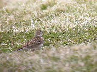 New birds for the year were Black-tailed Godwit, Sand Martin (3), Tree Pipit, a smart male flavissima Yellow Wagtail and Blackcap (2), other birds included 2 Sparrowhawk, a Short-eared Owl, 5