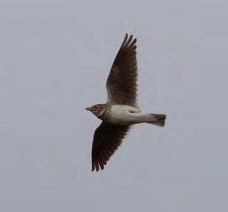 The Iceland and Kumlien s Gulls remain. 22 nd April: The main news today was the reappearance of the Calandra Lark at Setter, this time in the company of a Short-toed Lark.