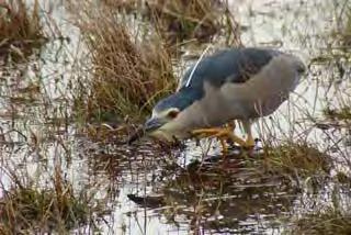 Night Heron Photos (above and right) by Deryk Shaw April 7 th :