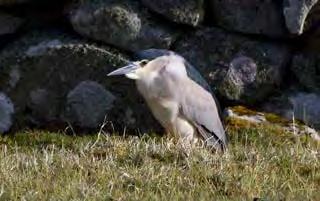 April 6 th : A call at 0830 from Iain Stout at Setter reporting a strange bird in the garden. Its quite big!