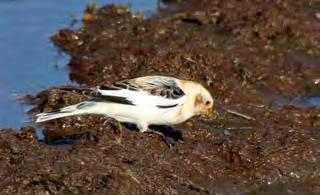 Snow Bunting - Photograph by Deryk Shaw Iceland Gull - Photograph by Deryk Shaw March 12 th : The nicest day weatherwise for a long time!