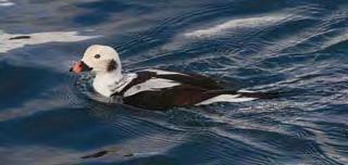 Long-tailed Duck Photograph by Mark Breaks Long-tailed Duck Photograph by Mark Breaks Grey Phalarope Photograph by Mark Breaks Grey Phalarope Photograph