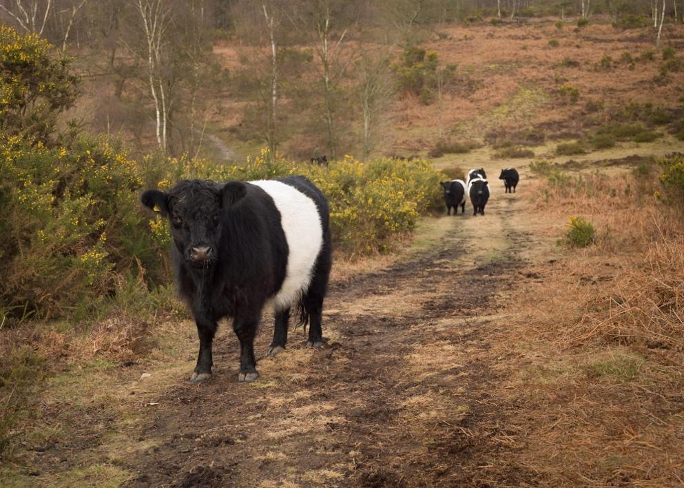It was agreed that we should begin a programme to build the herd, and we were able to borrow a handsome and gentle Belted Galloway bull named Maverick from National Trust Woolbeding.