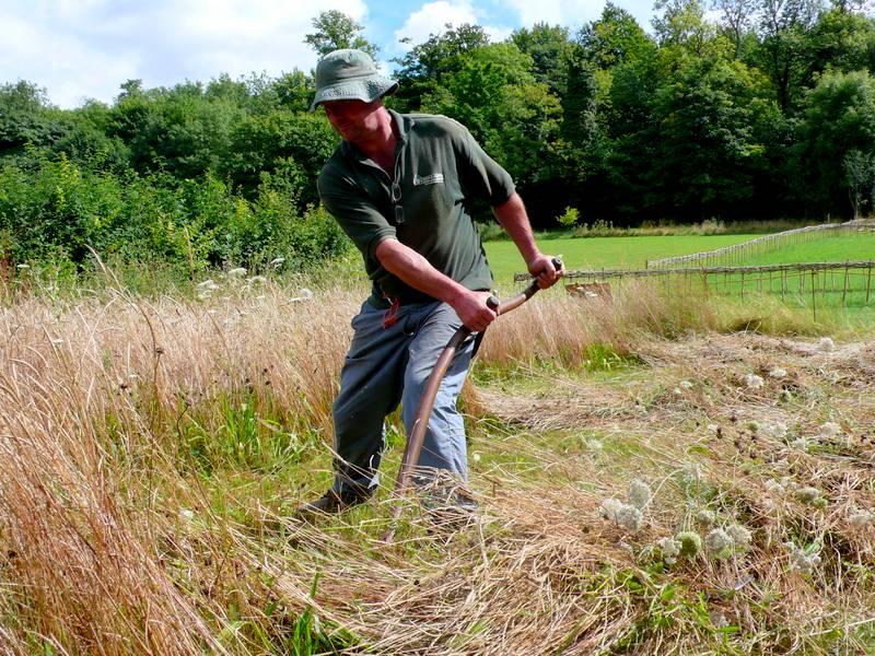 Scything e-mail received last July from Alice Bower Have any of you seen Mark recently with his scythe?