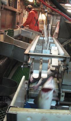 catch handling (left) and Main focus areas: automated fish handling (right)