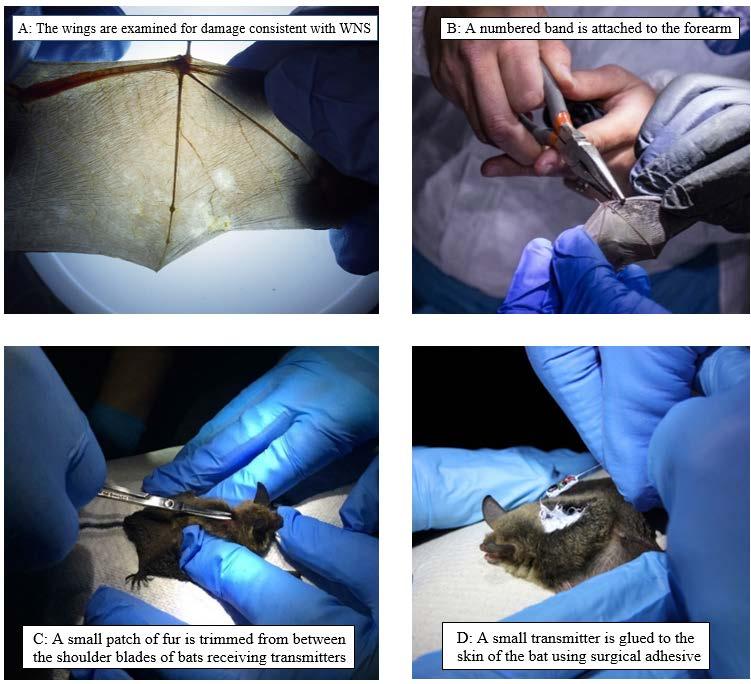Figure 2. Photos showing techniques for processing bats and attaching bands and transmitters.
