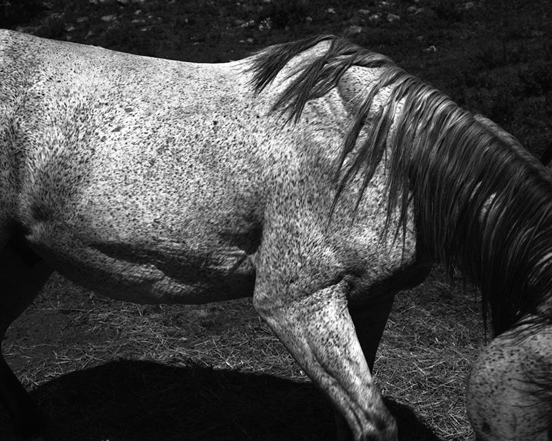 8/20/2016 Whitney Hubbs, Untitled (Horse),