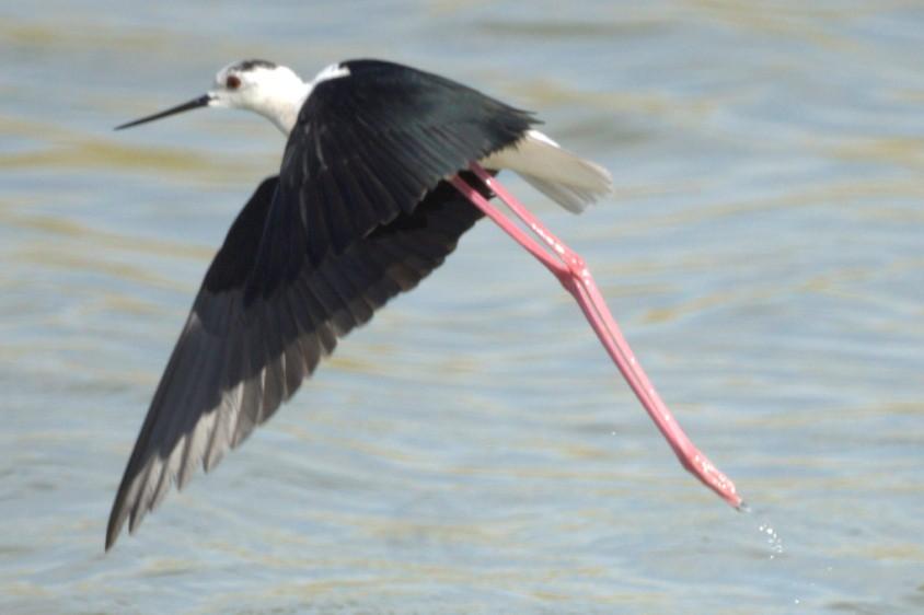 BLACK WINGED STILT TUESDAY 12 th MAY The pre breakfast trip this morning took us to the olive groves west of the Christou River and Metochi Lake.
