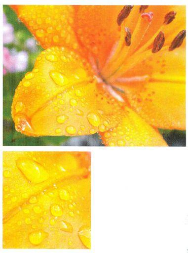 Raindrops on a Lily - PART 1 From