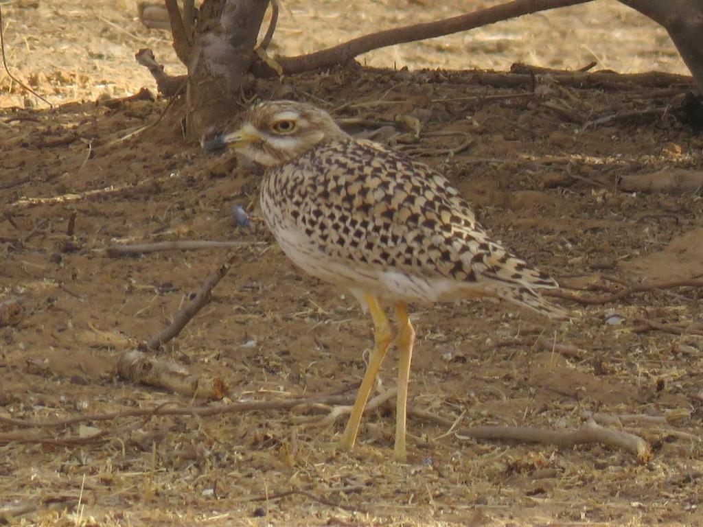 Northern Senegal Richard Toll and Environs 24-25 March 2018 Spotted Thick-Knee, Burhinus capensis relatively common in shaded thickets around Richard Toll Synopsis: Using information gleaned from