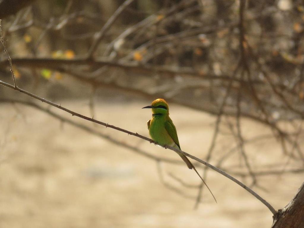 Here too, I encountered a lone handsome Little Green Bee-eater, Merops orientalis, which had an exceptionally bright