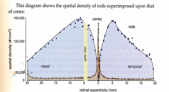 Spatial Density of Rods Rods are absent from the center of the fovea, their density reaches a maximum at around 20 deg and