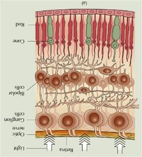 Retinal Anatomy Pigmented cells Photoreceptors Horizontal, Amacrine, Bipolar Cells