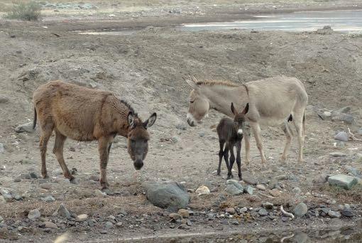 Then I saw a new born donkey.