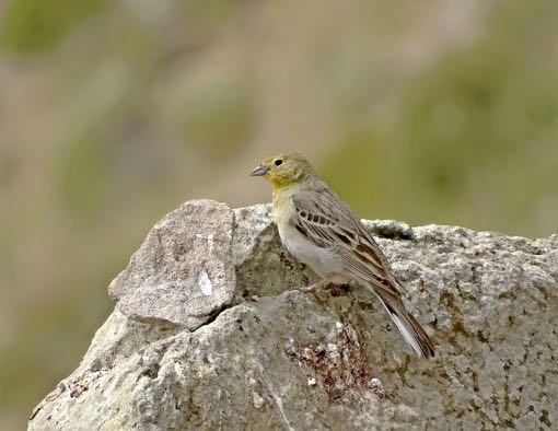I saw three species I had missed so far i.e. Eleonora s Falcon, Isabelline Wheatear and Western Rock Nuthatch. When we walked back I saw a singing Cinereous Bunting on a boulder.