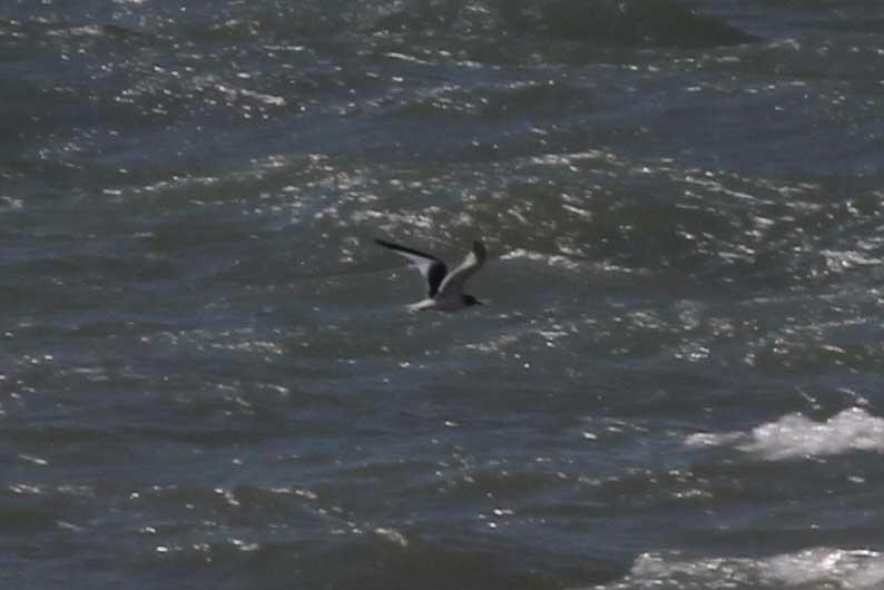 Sabine's Gull off Copt Point (Ian Roberts) The further 106 Crossbills recorded in the month increased the total for the year to date to 307, which exceeds that of any recent year, as the chart below