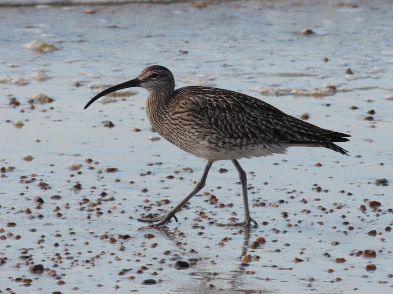 As usual returning waders were one of the main features of the month. Two Curlews flew west past Folkestone Pier on the 2 nd, with another over Cheriton the next day.