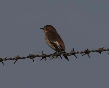 The following day saw a Spotted Flycatcher, 3 Great Spotted Woodpeckers, 3 Whitethroats, 4 Wheatears and 7 Chiffchaffs at Abbotscliffe, where a Swift, a Tree Pipit, 5 Sand Martins and 400 House