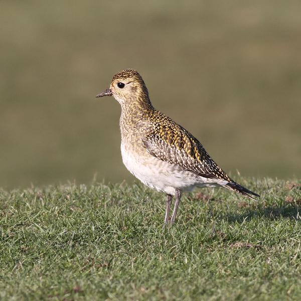 Golden Plover at Hythe (Brian Harper) Woodcock at Folkestone (David Featherbe) On the 5 th nine Meadow Pipits and 27 Skylarks flew west over Hythe but little other cold weather movement was evident