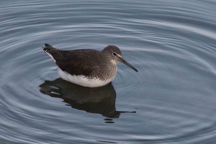 Wildfowl numbers returned to normal levels, with small numbers of Gadwall, Teal, Pochard and Tufted Duck lingering at the usual sites such as Nickoll s Quarry and Folkestone Racecourse.