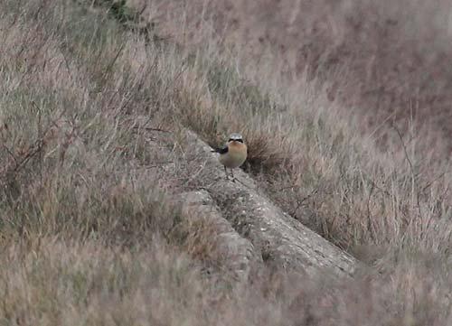 seen there the following day, when a Black Redstart at Round Down and a Wheatear, 4 Stonechats and 6 Chiffchaffs at Samphire Hoe were also logged.