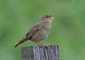 2011 Last date for early TTVs GRASSHOPPER WARBLER BY RON MARSHALL SPOTTED FLYCATCHER BY EDMUND FELLOWES Mid June 2011 Make an evening