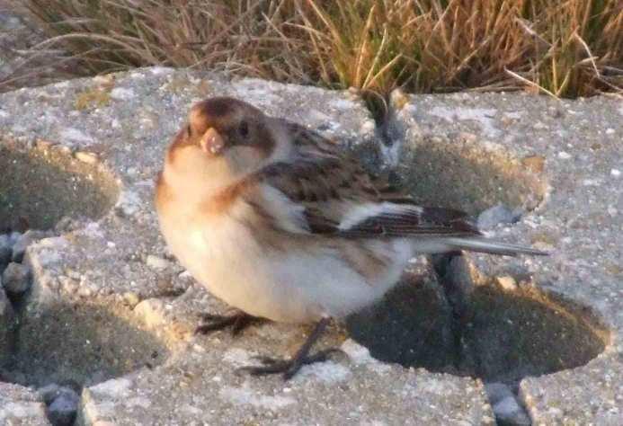 A Shorteared Owl flew in off the sea at Samphire Hoe on the 11 th, on which date a Snow Bunting was on the seawall there, and 3 Purple Sandpipers flew west past Folkestone Beach.