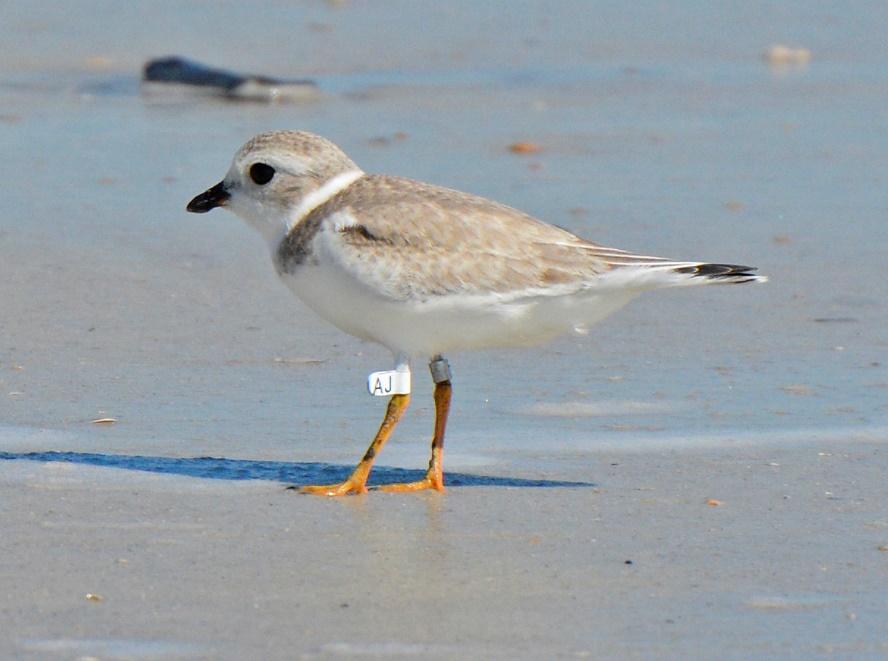 Coastal Impacts Audubon staff partnered with the Florida Fish and Wildlife Conservation Commission to rapidly assess visible impacts to 87 sites important to nesting and migratory shorebirds and