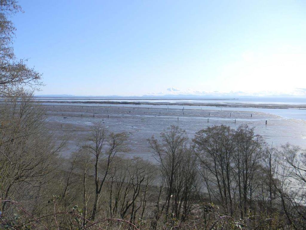 Point Grey Tidal Marsh Project site (March 21, 2014).