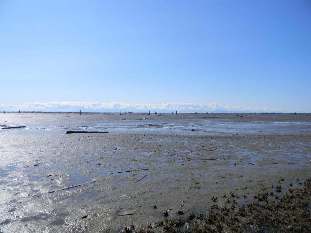 Oserers ie of exposed mudflats at the proposed Point