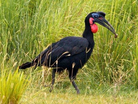 RBL Uganda Birds & Gorillas Itinerary 7 west-flowing Victoria Nile makes an abrupt turn and becomes the north-flowing Albert Nile.