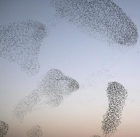 Figure 10. Emergence of Pattern in A Bird Flock From design perspective, the pattern finding could have the same meaning as ideation, creativity and solving design problems.