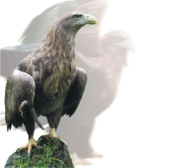 Monitoring of the White-tailed Eagles (Haliaeetus albicilla) in Lithuania as a practical mean of protection of species Sigita Baronaitė Foundation for Development of