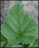 Hypertufa Leaf Casting Project Page 3 MATERIALS NEEDED Gunnera leaf Leaf: it is preferable to use one with deep veining Rhubarb leaf Many leaves