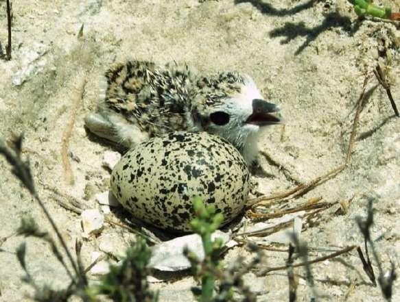 Rookery Island Bird Abundance: A 40 Year Study C E