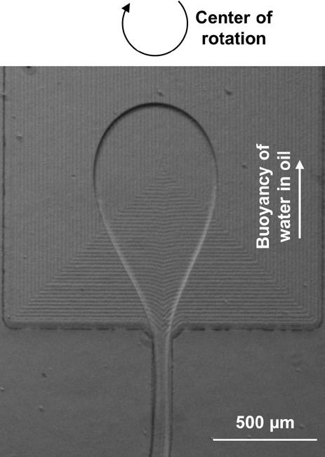 Fig. S 4. Microscopic image of tear-drop like droplet formed on the terrace. The water droplet (ρ=1) in oil (ρ=1.6) is deformed due to buoyancy in the centrifugal gravity field.