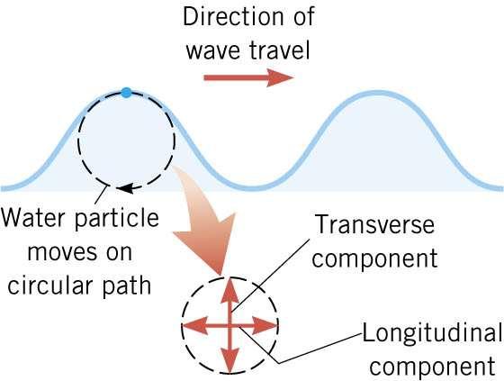 Some waves are neither transverse nor longitudinal.