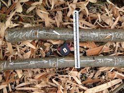 measure, ruler, chalk, pencil) Logs of