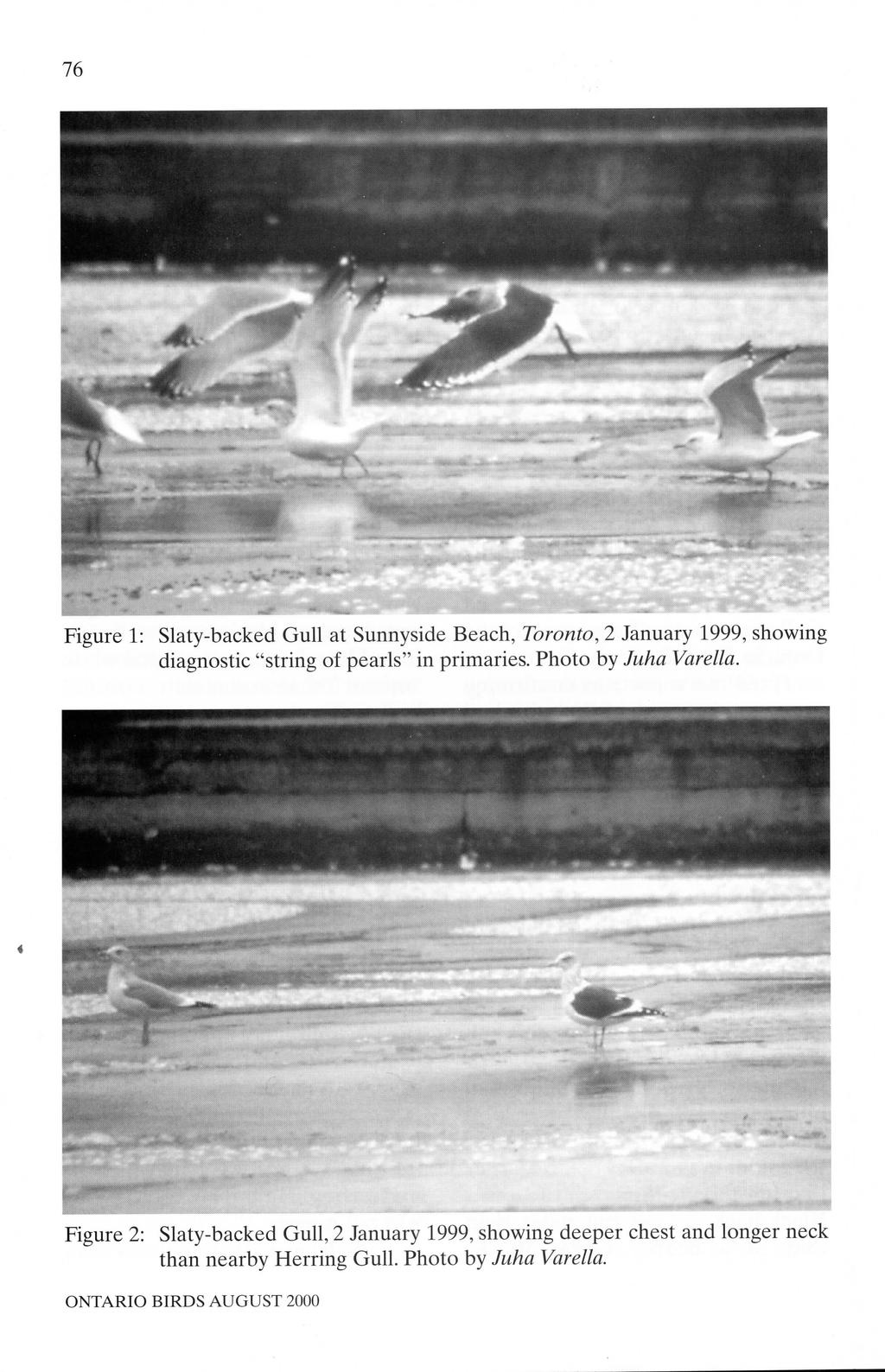 76 Figure 1: Slaty-backed Gull at Sunnyside Beach, Toronto, 2 January 1999, showing diagnostic "string of pearls" in primaries. Photo by Juha Varella.