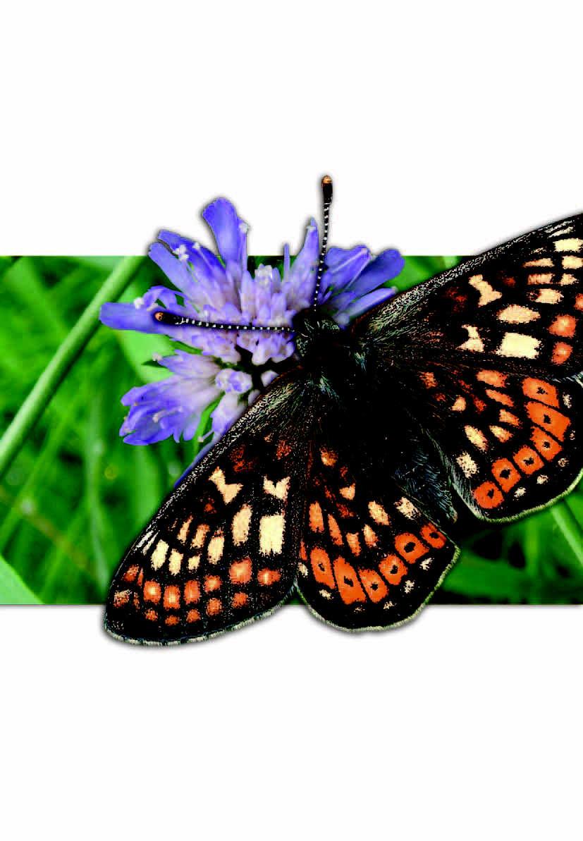 Operations Report May 2006 - May 2007 Marsh Fritillary by Alan Barnes - Butterfly Conservation
