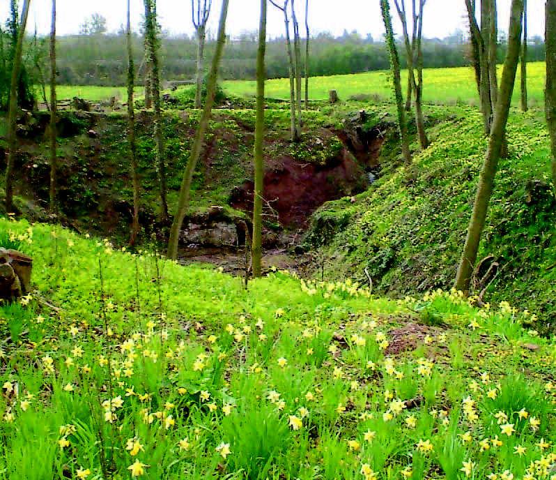 GREEN SHOOTS IN NORTH WALES PROJECT MAY 2006 - MAY 2007 12 D. FWAG Cymru Whole shoot biodiversity plan FWAG Cymru has undertaken 12 whole shoot biodiversity plans.