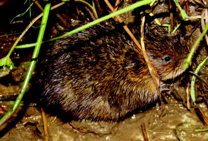 Anglesey has one of the most significant water vole populations in the UK, which is why a mink clearance programme has begun before trapping commences on the mainland.